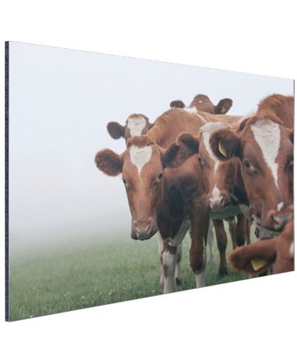 Groep nieuwsgierige koeien Aluminium 180x120 cm - Foto print op Aluminium (metaal wanddecoratie)