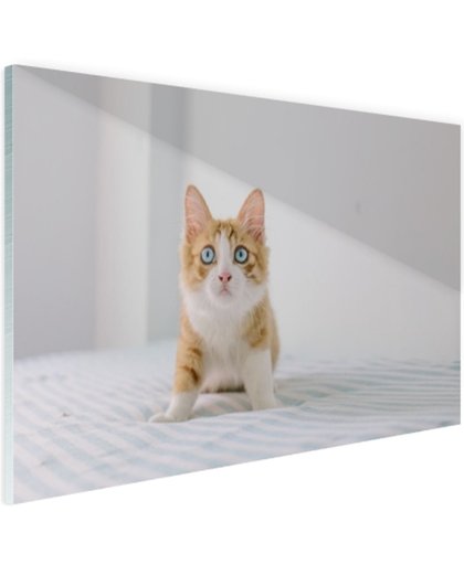 Schattige kitten Glas 180x120 cm - Foto print op Glas (Plexiglas wanddecoratie)