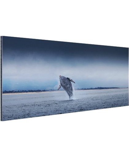 FotoCadeau.nl - Brede foto van springende walvis Aluminium 30x20 cm - Foto print op Aluminium (metaal wanddecoratie)