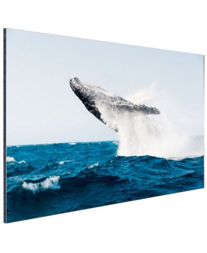 FotoCadeau.nl - Walvis springt achterover in blauw water Aluminium 60x40 cm - Foto print op Aluminium (metaal wanddecoratie)