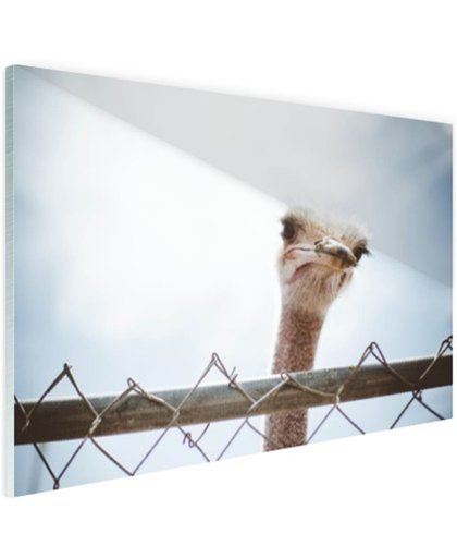 Struisvogel kijkt over hek Glas 180x120 cm - Foto print op Glas (Plexiglas wanddecoratie)