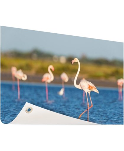 FotoCadeau.nl - Groep Europese flamingos Tuinposter 60x40 cm - Foto op Tuinposter (tuin decoratie)