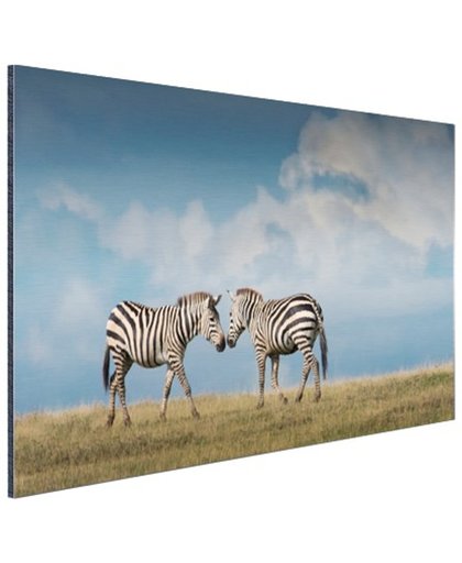 Verliefde zebras fotoafdruk Aluminium 180x120 cm - Foto print op Aluminium (metaal wanddecoratie)