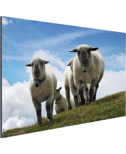 FotoCadeau.nl - Vier schapen op alpenweide Aluminium 90x60 cm - Foto print op Aluminium (metaal wanddecoratie)