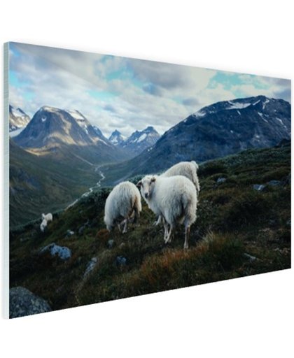 Familie portret schapen Glas 180x120 cm - Foto print op Glas (Plexiglas wanddecoratie)