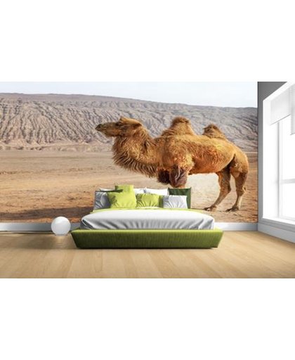 FotoCadeau.nl - Staande kameel in China Fotobehang 380x265