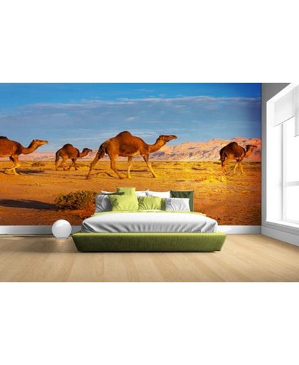 FotoCadeau.nl - Dromedaris kameel in Afrikaanse woestijn Fotobehang 380x265