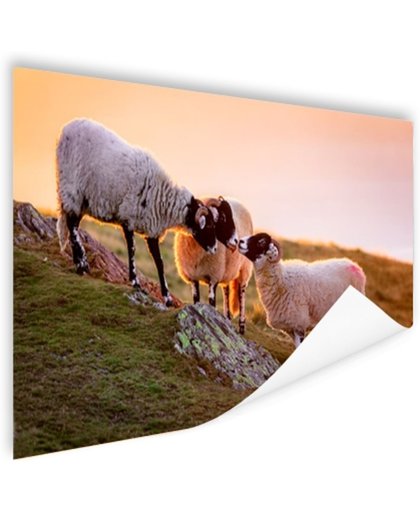 FotoCadeau.nl - Drie schapen bij zonsopkomst Poster 150x75 cm - Foto print op Poster (wanddecoratie)