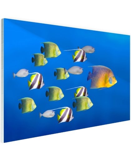 Grote vis leider van tropische vissen Glas 180x120 cm - Foto print op Glas (Plexiglas wanddecoratie)