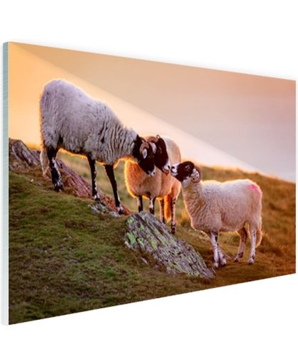FotoCadeau.nl - Drie schapen bij zonsopkomst Glas 120x80 cm - Foto print op Glas (Plexiglas wanddecoratie)
