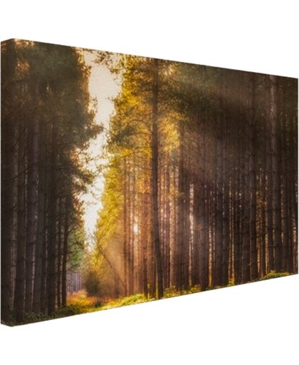 FotoCadeau.nl - Zonnestralen langs hoge bomen Canvas 120x80 cm - Foto print op Canvas schilderij (Wanddecoratie)