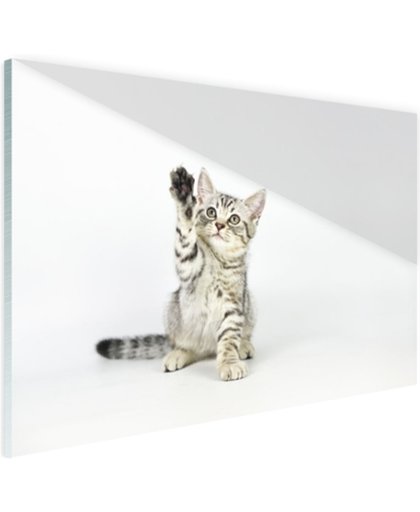 FotoCadeau.nl - Kitten steekt pootje in de lucht Glas 120x80 cm - Foto print op Glas (Plexiglas wanddecoratie)
