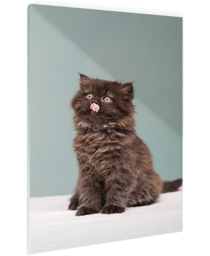 FotoCadeau.nl - Perzisch katje steekt tong uit Glas 40x60 cm - Foto print op Glas (Plexiglas wanddecoratie)