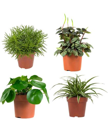 Combi pakket groene kamerplanten: peperomia, chlorofytum (graslelie), pannekoekenplant en senecio (kruiskruid)
