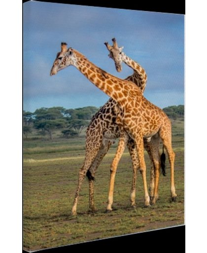 FotoCadeau.nl - Spelende giraffes Canvas 60x80 cm - Foto print op Canvas schilderij (Wanddecoratie)