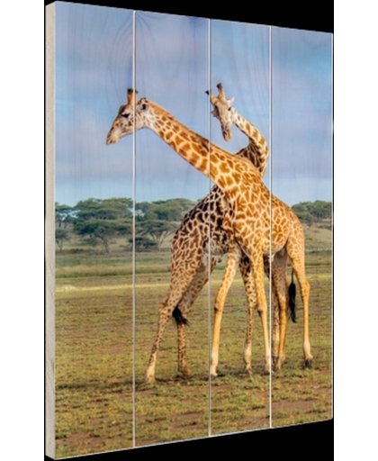 Spelende giraffes Hout 120x160 cm - Foto print op Hout (Wanddecoratie)