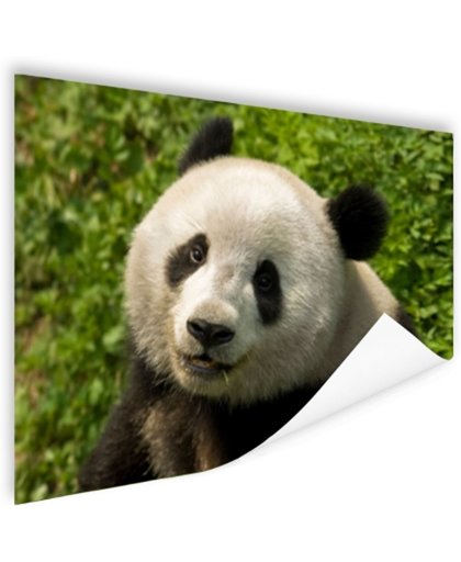 Nieuwsgierige panda Poster 150x75 cm - Foto print op Poster (wanddecoratie)