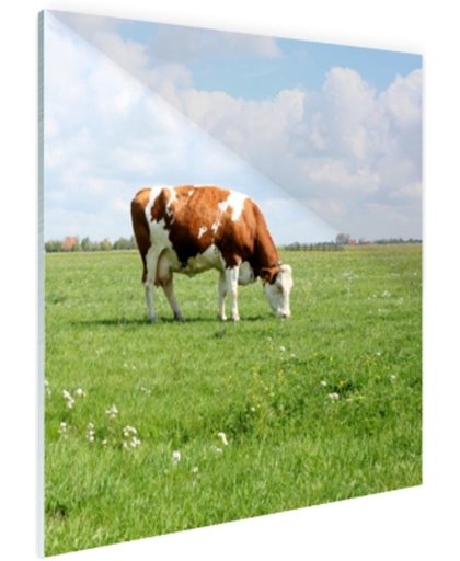 FotoCadeau.nl - Bruin-witte koe in de wei Glas 50x50 cm - Foto print op Glas (Plexiglas wanddecoratie)