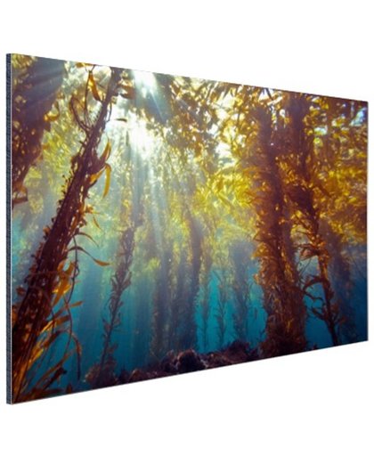 Zonlicht en planten onder water Aluminium 180x120 cm - Foto print op Aluminium (metaal wanddecoratie)