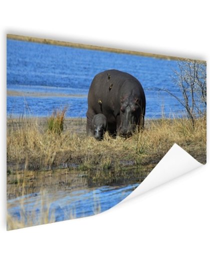 FotoCadeau.nl - Moeder en baby nijlpaarden Poster 150x75 cm - Foto print op Poster (wanddecoratie)