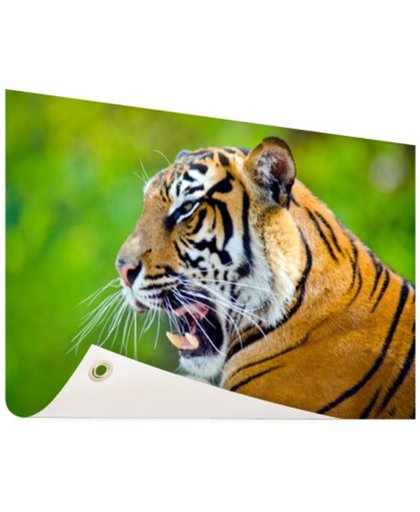 FotoCadeau.nl - Brullende tijger Tuinposter 120x80 cm - Foto op Tuinposter (tuin decoratie)
