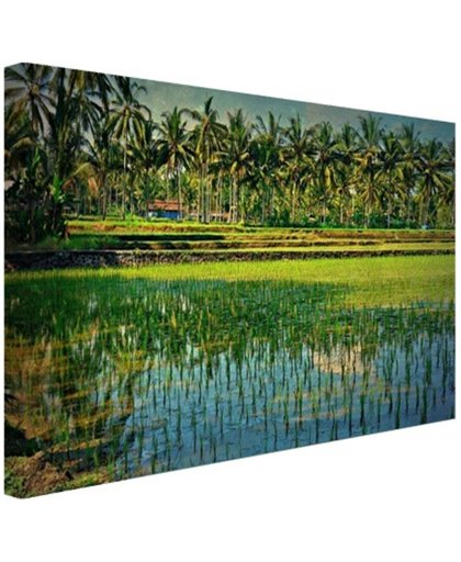 Rijstvelden en palmbomen in Azie Canvas 180x120 cm - Foto print op Canvas schilderij (Wanddecoratie)