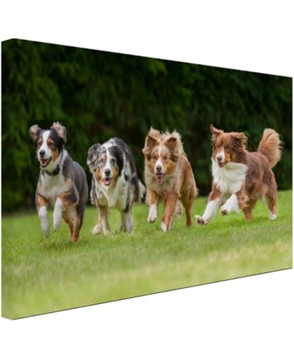 4 rennende honden op een rij Canvas 180x120 cm - Foto print op Canvas schilderij (Wanddecoratie)