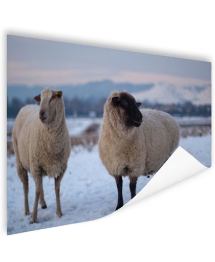 FotoCadeau.nl - Twee schapen ​​in de sneeuw Poster 60x40 cm - Foto print op Poster (wanddecoratie)