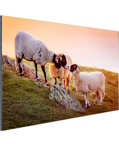 Drie schapen bij zonsopkomst Aluminium 180x120 cm - Foto print op Aluminium (metaal wanddecoratie)