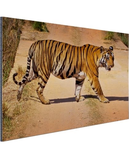 Bengaalse tijger steekt over Aluminium 180x120 cm - Foto print op Aluminium (metaal wanddecoratie)