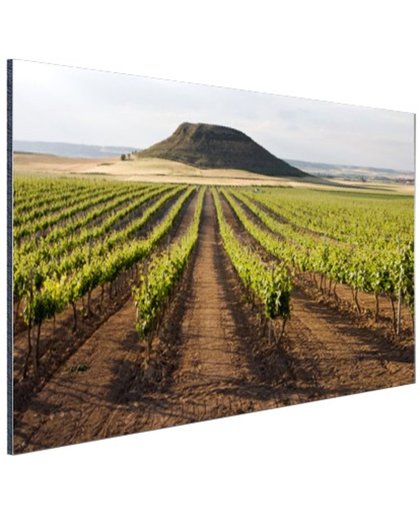 Landelijke wijngaard fotoafdruk Aluminium 180x120 cm - Foto print op Aluminium (metaal wanddecoratie)