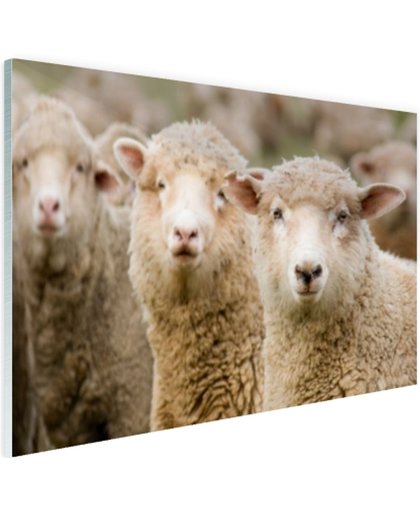 FotoCadeau.nl - Drie witte schapen Glas 30x20 cm - Foto print op Glas (Plexiglas wanddecoratie)