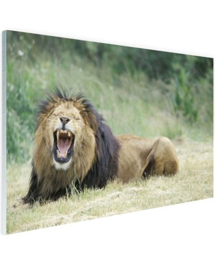 Stoere leeuw Glas 180x120 cm - Foto print op Glas (Plexiglas wanddecoratie)