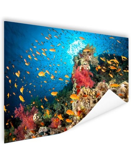 FotoCadeau.nl - Koraal met vissen Poster 90x60 cm - Foto print op Poster (wanddecoratie)