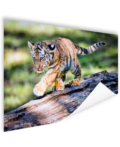 FotoCadeau.nl - Jong tijgertje loopt op boomstam Poster 120x80 cm - Foto print op Poster (wanddecoratie)
