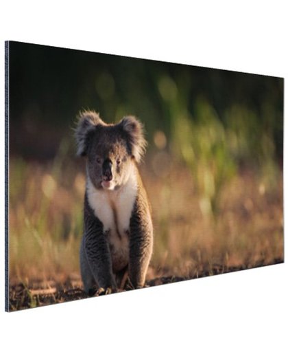 FotoCadeau.nl - Koala op de grond zonsondergang Aluminium 30x20 cm - Foto print op Aluminium (metaal wanddecoratie)