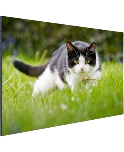FotoCadeau.nl - Zwart-witte kat op jacht Aluminium 90x60 cm - Foto print op Aluminium (metaal wanddecoratie)
