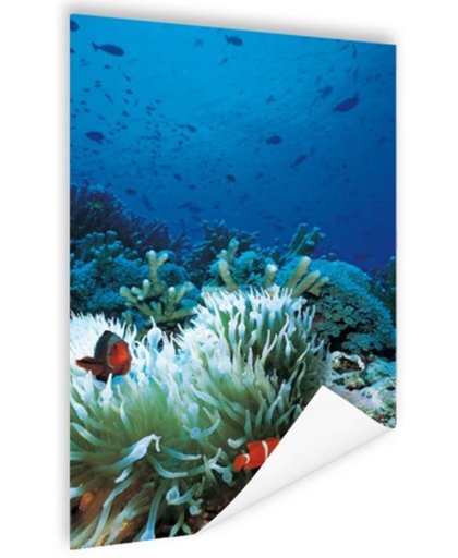 FotoCadeau.nl - Onderwaterwereld met clownvissen Poster 60x90 cm - Foto print op Poster (wanddecoratie)