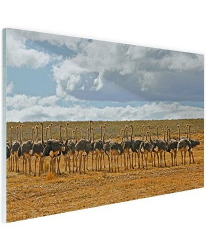 Kudde struisvogels fotoafdruk Glas 180x120 cm - Foto print op Glas (Plexiglas wanddecoratie)