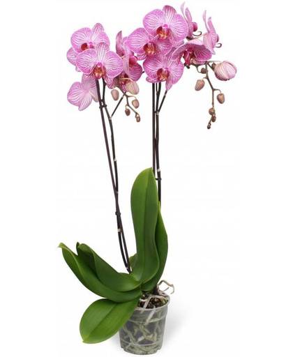Orchidee Phalaenopsis Paso Robles - 2 takken - 18 knoppen - 70 cm