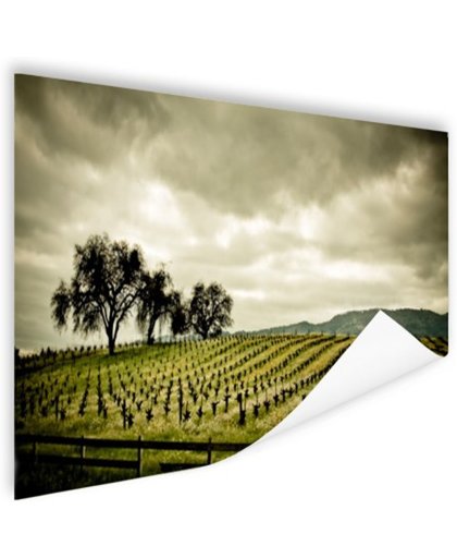 FotoCadeau.nl - Vroege wijngaarden in de Napa Valley Poster 150x75 cm - Foto print op Poster (wanddecoratie)