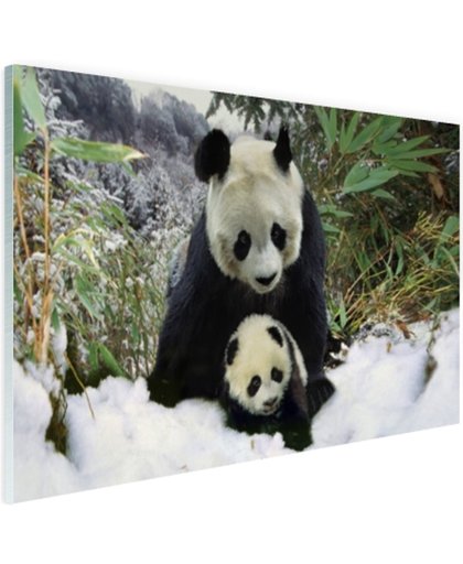 Moeder panda en welp in de winter Glas 180x120 cm - Foto print op Glas (Plexiglas wanddecoratie)