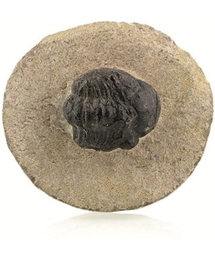 Fossiel Trilobiet zwart ca. 2 cm
