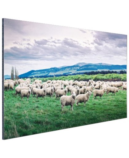 Kudde schapen  Aluminium 180x120 cm - Foto print op Aluminium (metaal wanddecoratie)