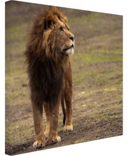 Mannetjes leeuw Canvas 80x60 cm - Foto print op Canvas schilderij (Wanddecoratie)