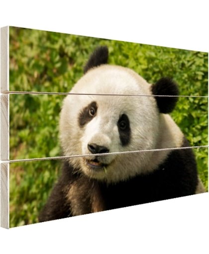 Nieuwsgierige panda Hout 80x60 cm - Foto print op Hout (Wanddecoratie)