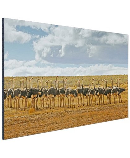 Kudde struisvogels fotoafdruk Aluminium 180x120 cm - Foto print op Aluminium (metaal wanddecoratie)