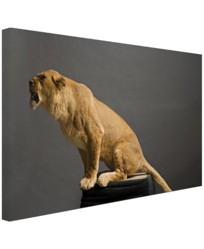Leeuwin zit op een platform Canvas 180x120 cm - Foto print op Canvas schilderij (Wanddecoratie)