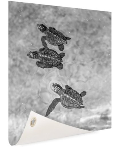 FotoCadeau.nl - Schildpadden zwart-wit foto Tuinposter 40x60 cm - Foto op Tuinposter (tuin decoratie)
