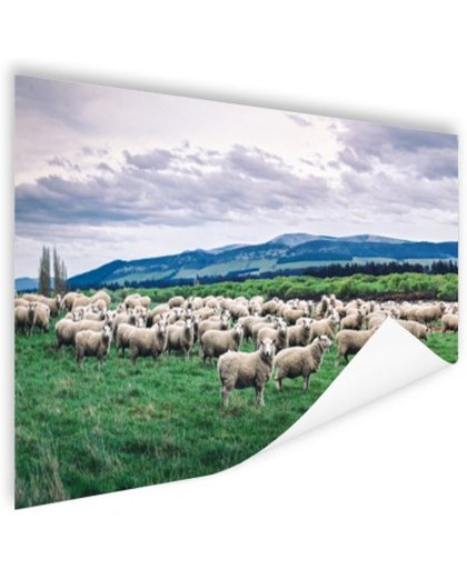 FotoCadeau.nl - Kudde schapen  Poster 180x120 cm - Foto print op Poster (wanddecoratie)